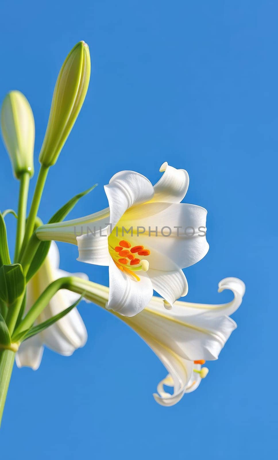Vibrant white lilies with yellow accents are blooming against a bright blue sky. Buds are visible, showcasing the beauty of springtime and the emergence of new life.