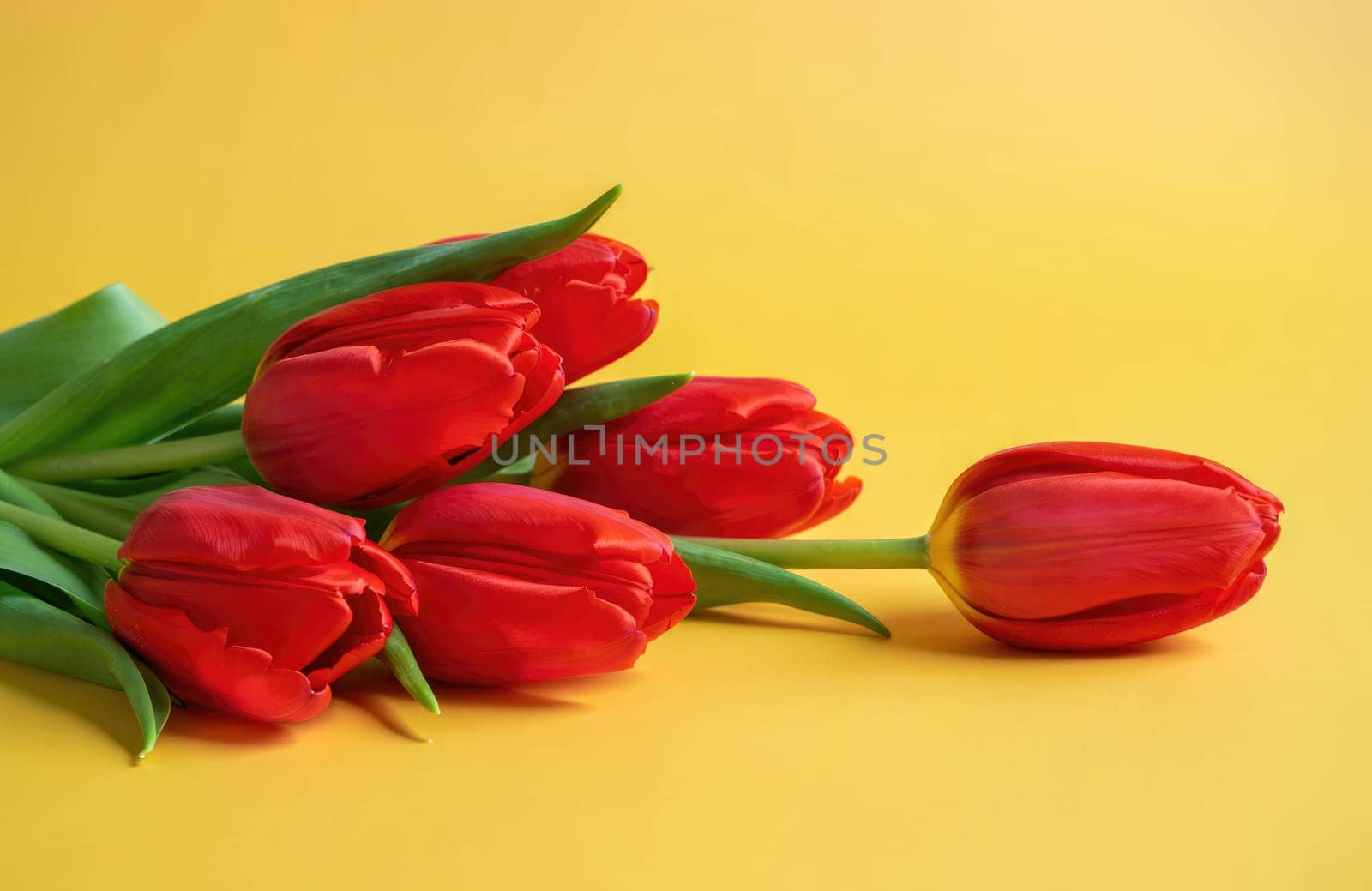 A beautiful bunch of bright red tulips rests on a sunny yellow background. The flowers are fresh and lively, representing the joy and beauty of spring.