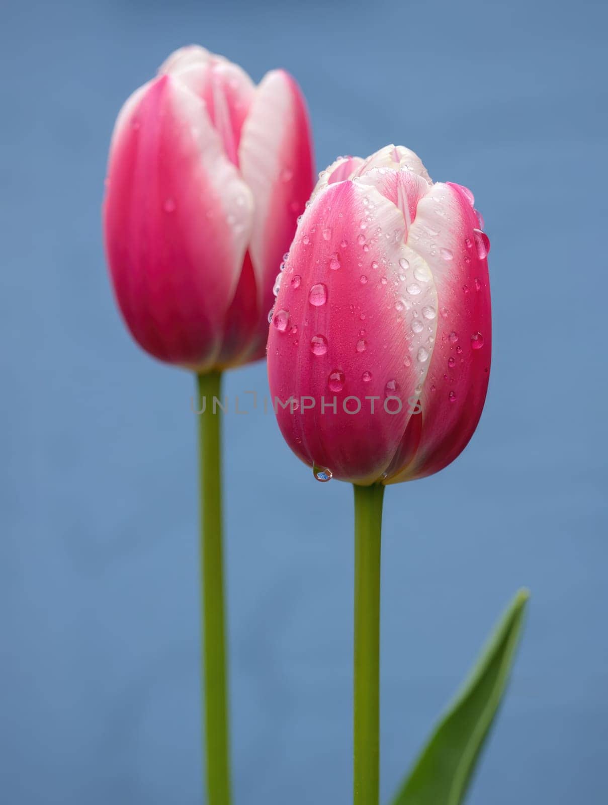 Two pink and white tulips stand gracefully with droplets of water on their petals, surrounded by soft green foliage. The bright blue background highlights their vibrant colors during spring.