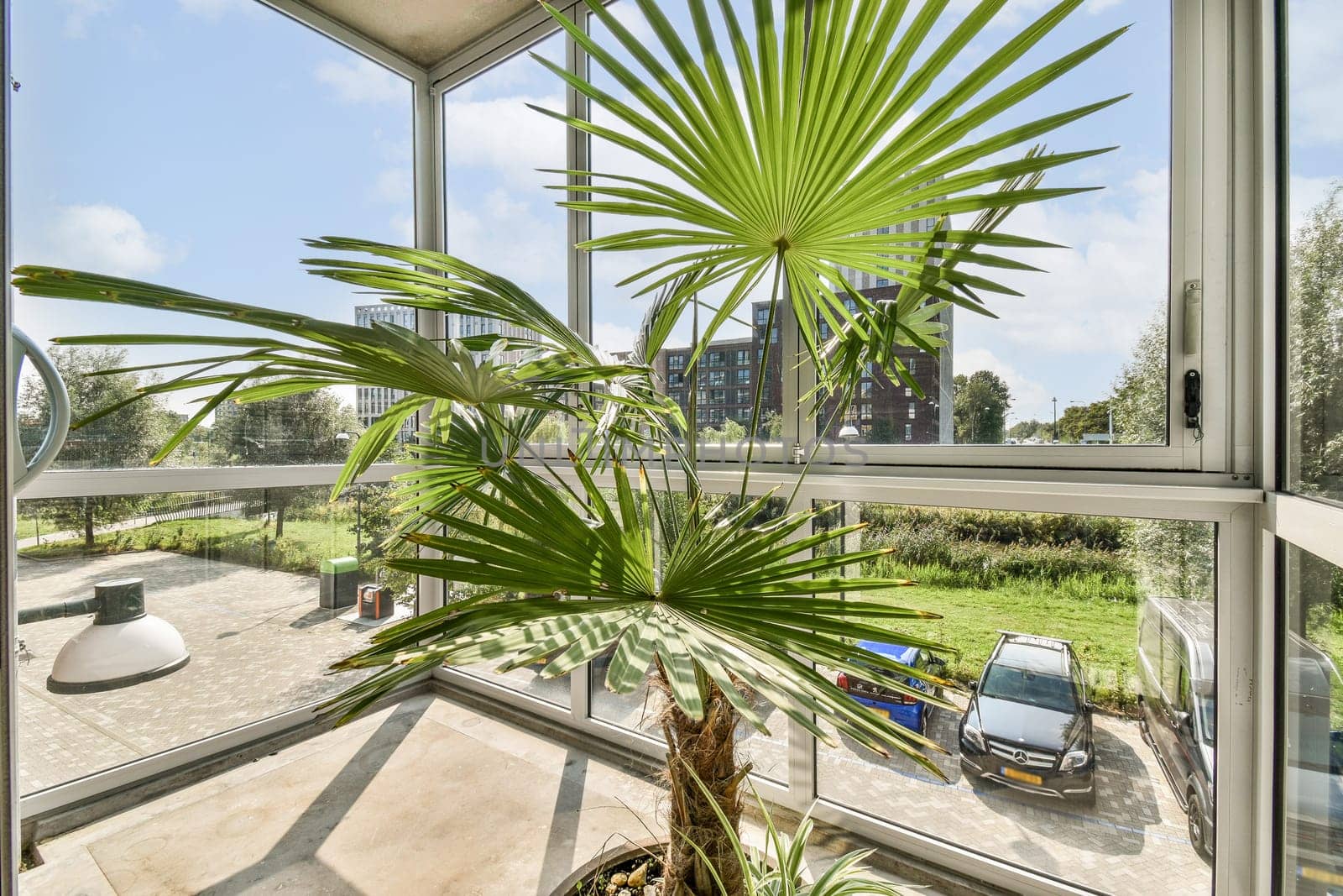 A vibrant indoor palm tree positioned near large windows, showcasing a beautiful landscape with modern buildings in the background.