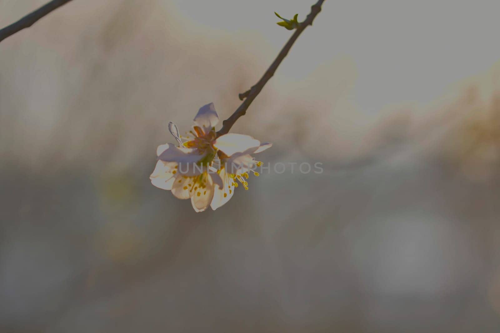Blossoms on almond trees. Blooming almond trees in almond orchard. Concept of flowering trees in spring. The concept of agriculture and orcharding. Petals of flowers on almond trees. Macro image, close-up.