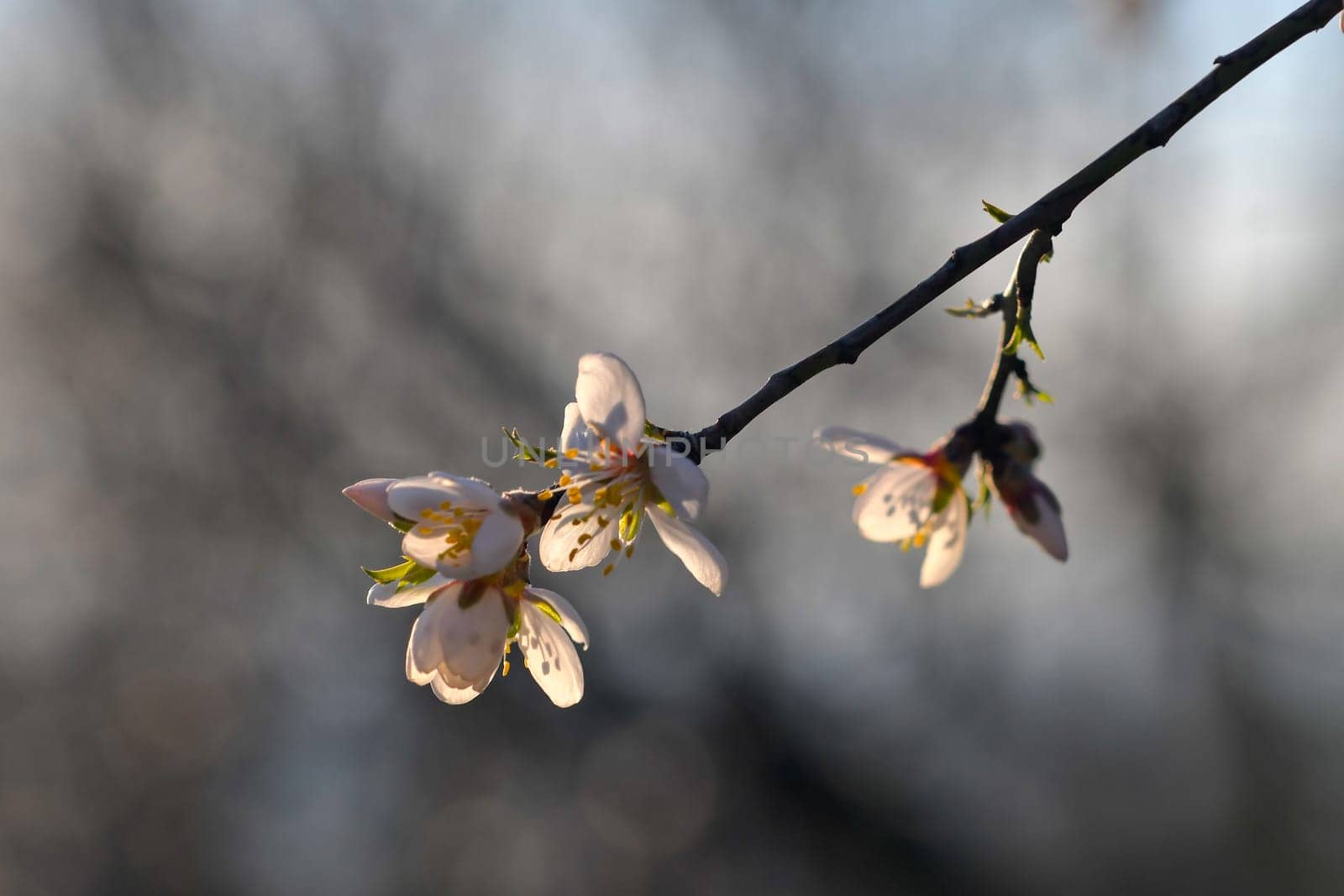 Blossoms on almond trees. Blooming almond trees in almond orchard. Concept of the flowering trees in spring. The concept of farm and orchard. Petals of flowers on almond trees at nightfall.