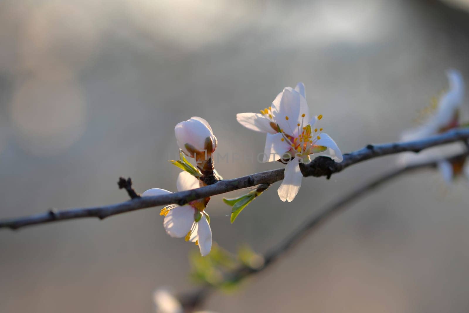 Flowers on almond trees. Blooming almond trees in almond orchard. Concept of blossoming trees in spring. The concept of agriculture and orcharding.