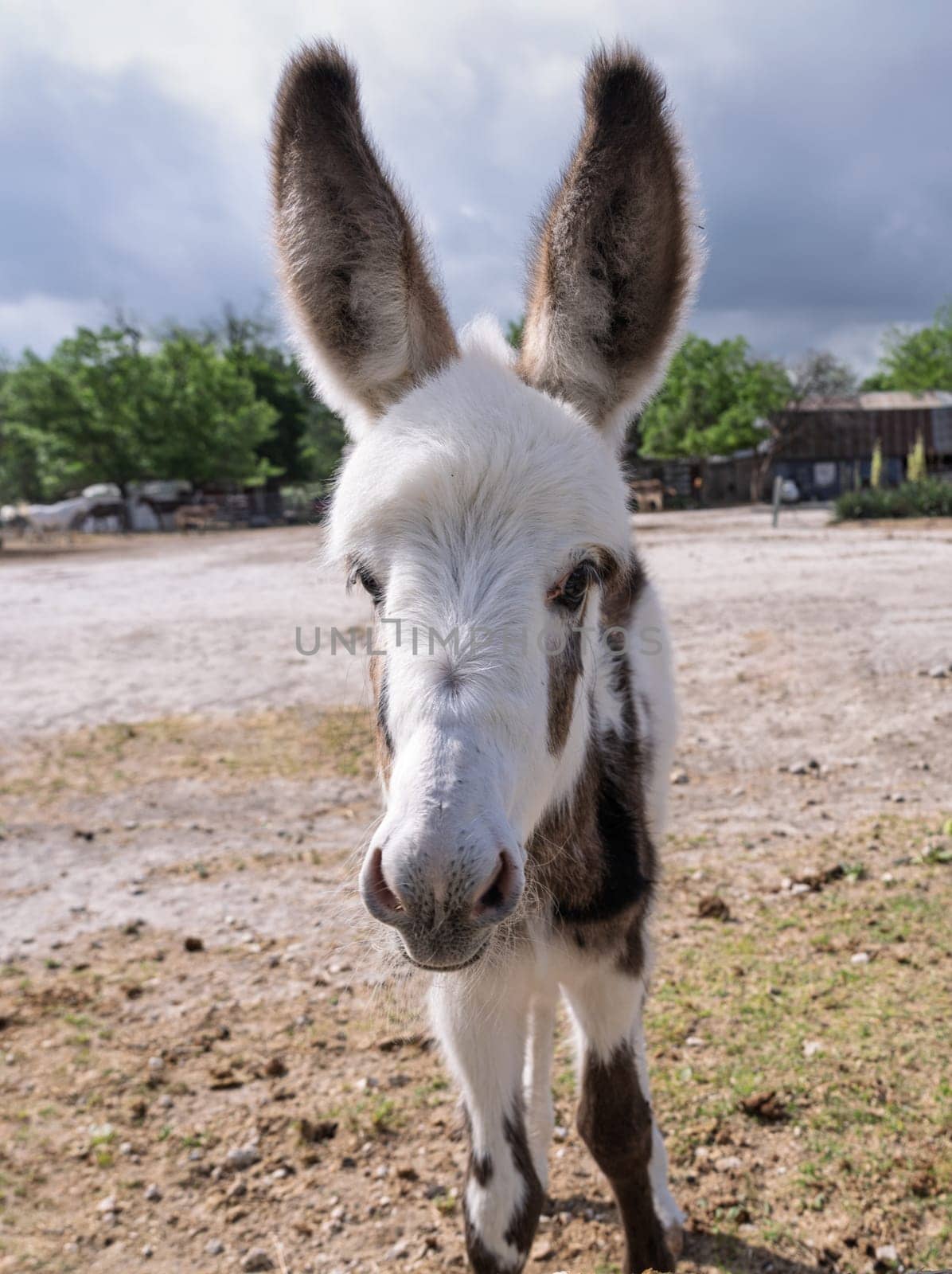 Cute young donkey foal with big ears looking at the camera in a sanctuary setting with background blurred