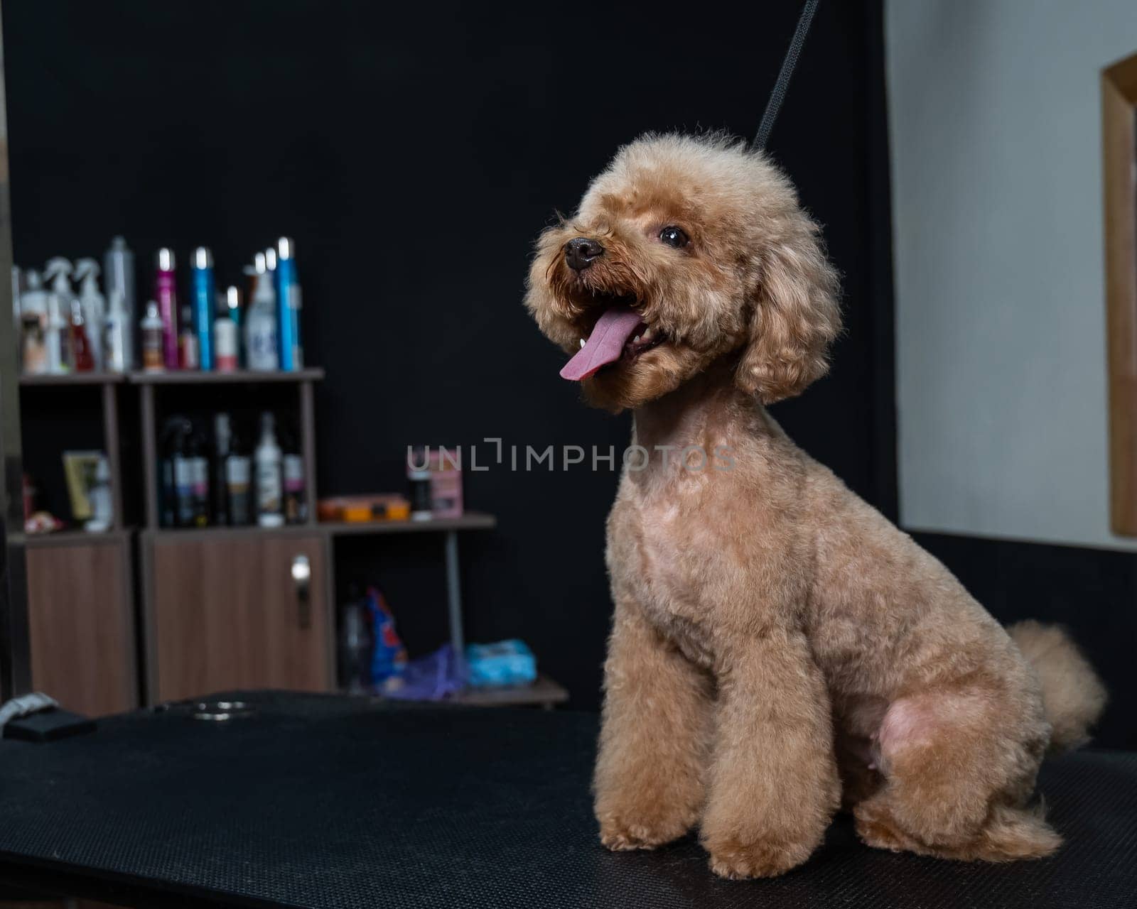 Freshly groomed poodle in a grooming salon