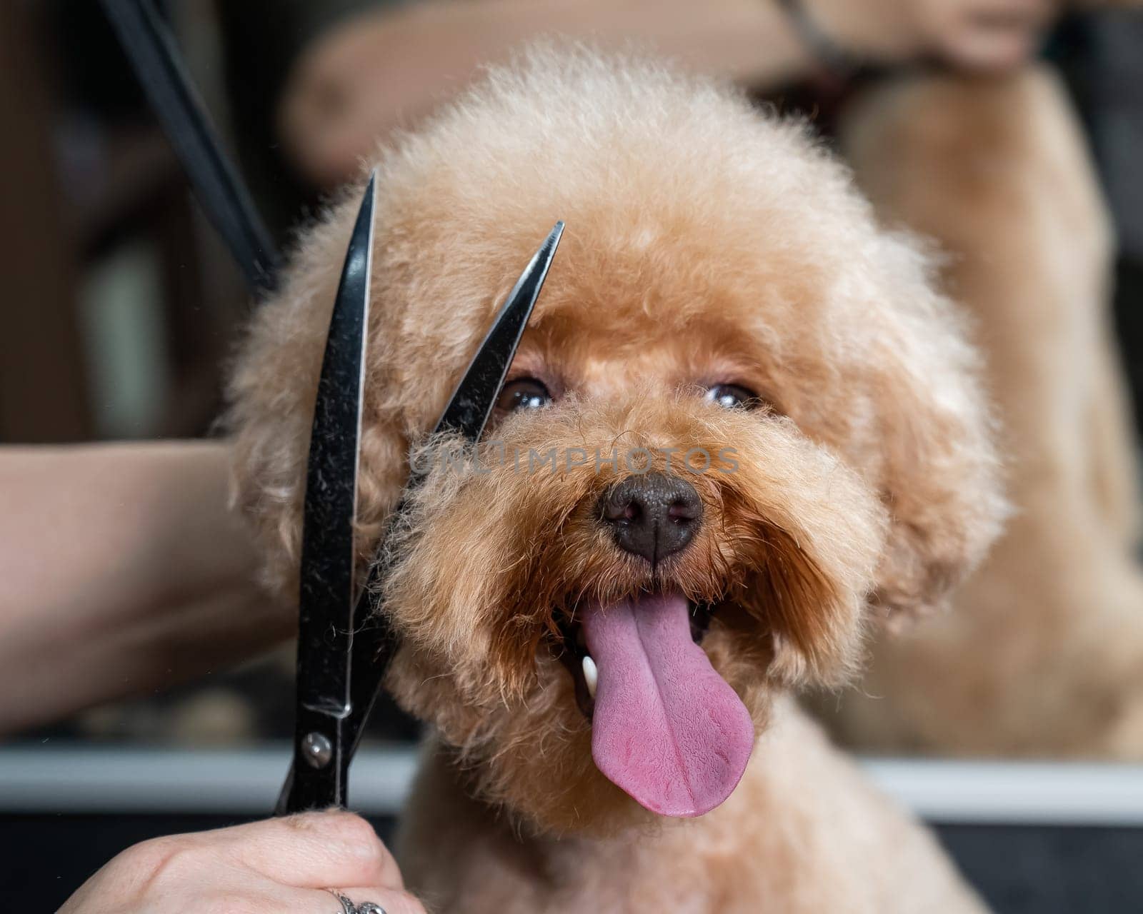 Groomer grooming a chocolate mini poodle