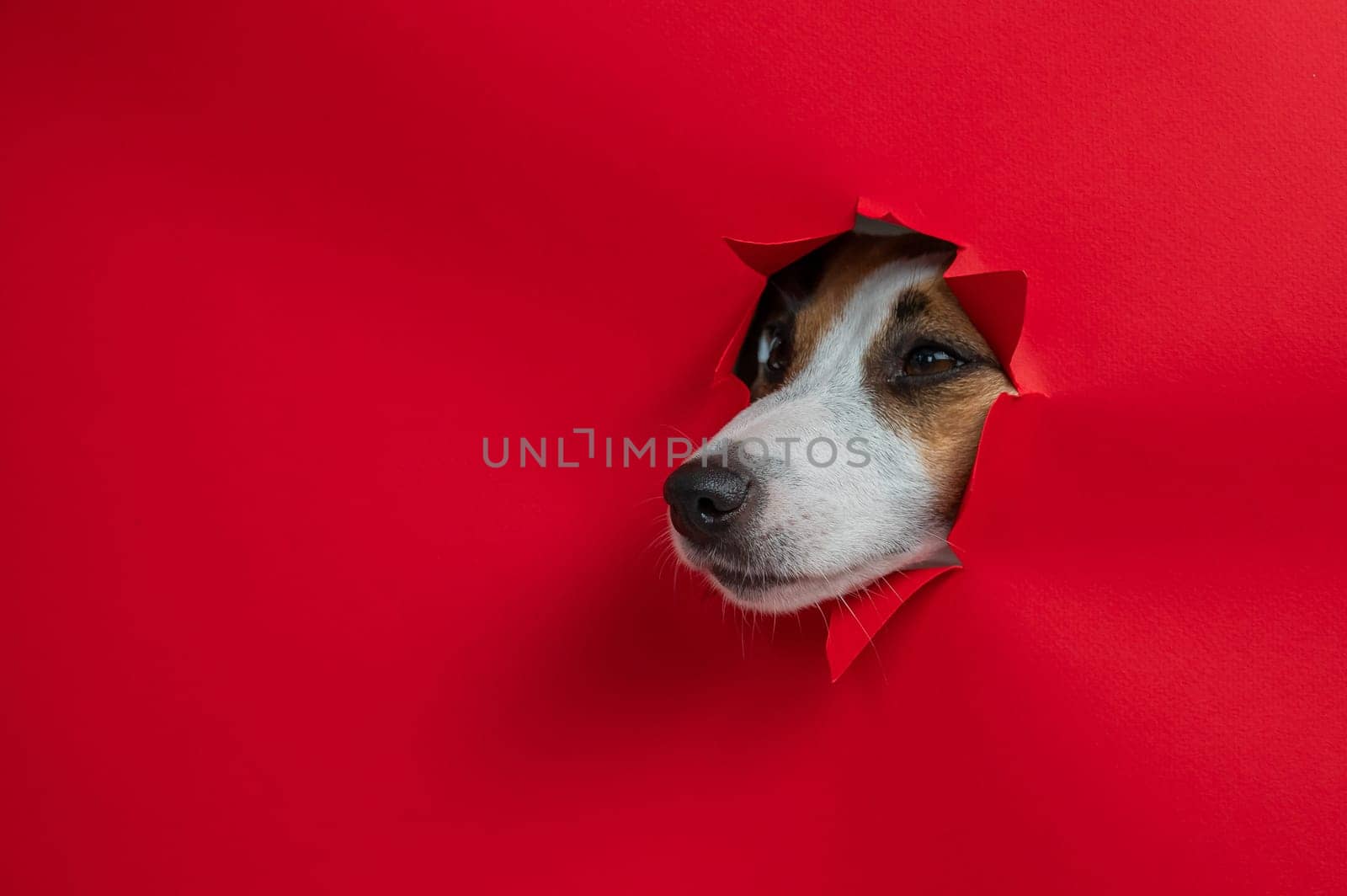 Funny Jack Russell Terrier dog sticks out through a red cardboard background. Copy space