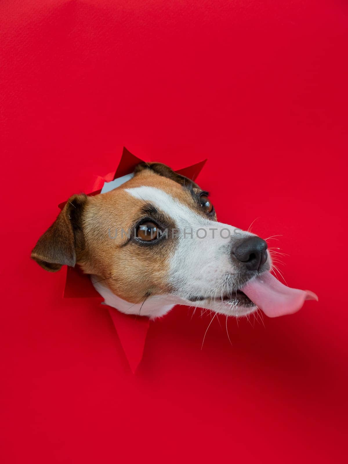 Funny dog licks his nose. Jack Russell Terrier head sticking out through red cardboard background. Vertical photo