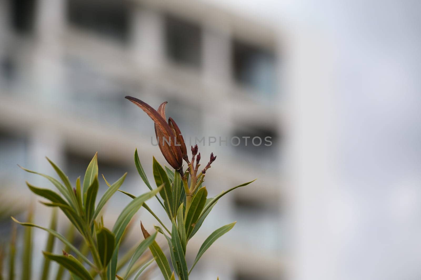 Bright green leaves cradle budding flowers in an urban garden, highlighting nature's beauty amidst a contemporary building. A peaceful moment of growth and renewal.