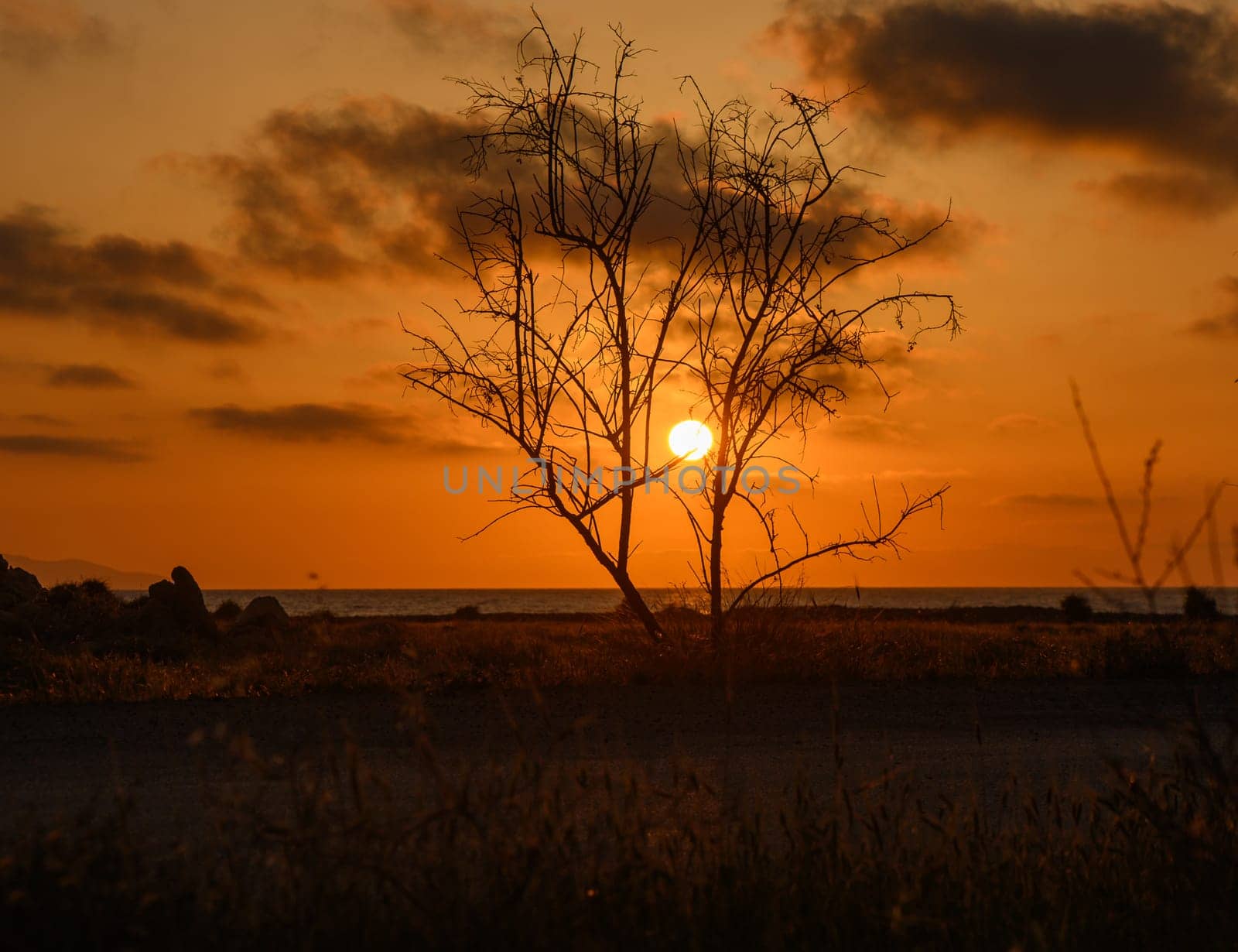 As the sun sets near the shore, it casts a warm glow over the landscape, highlighting a lone tree. The tranquil ocean reflects the stunning orange and gold hues of the evening sky.