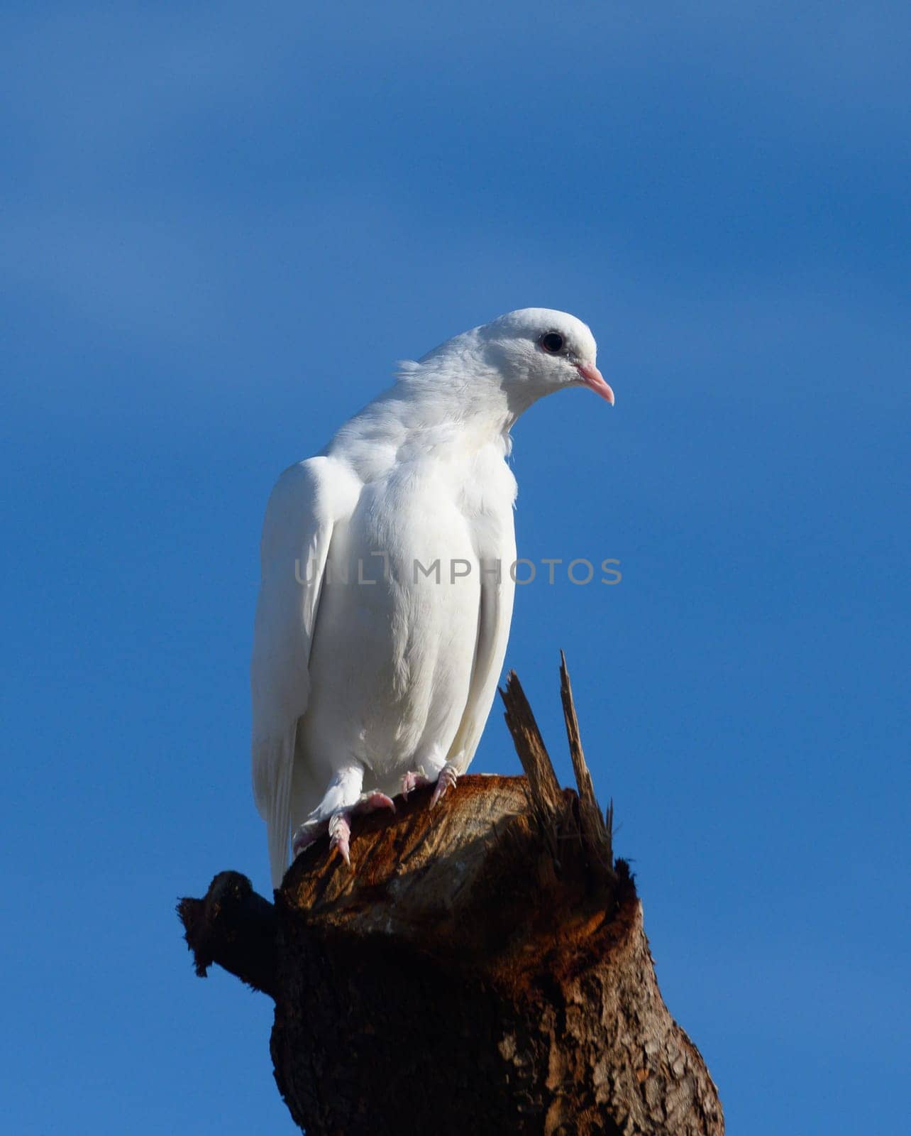 A stunning white dove rests gracefully atop a rustic tree stump, with its wings slightly fluffed. The backdrop features a vibrant blue sky, creating a serene, tranquil atmosphere.