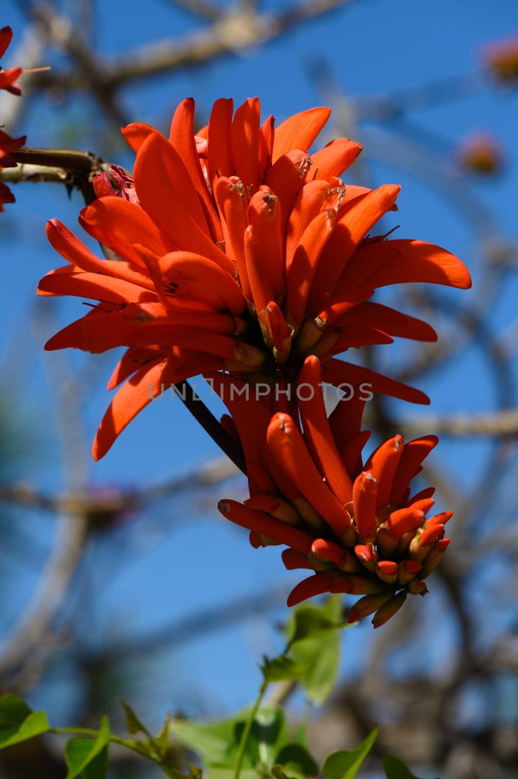 Bright orange blossoms burst with life, reaching out from their lush green surroundings. The clear blue sky serves as a picturesque backdrop, enhancing the beauty of spring.