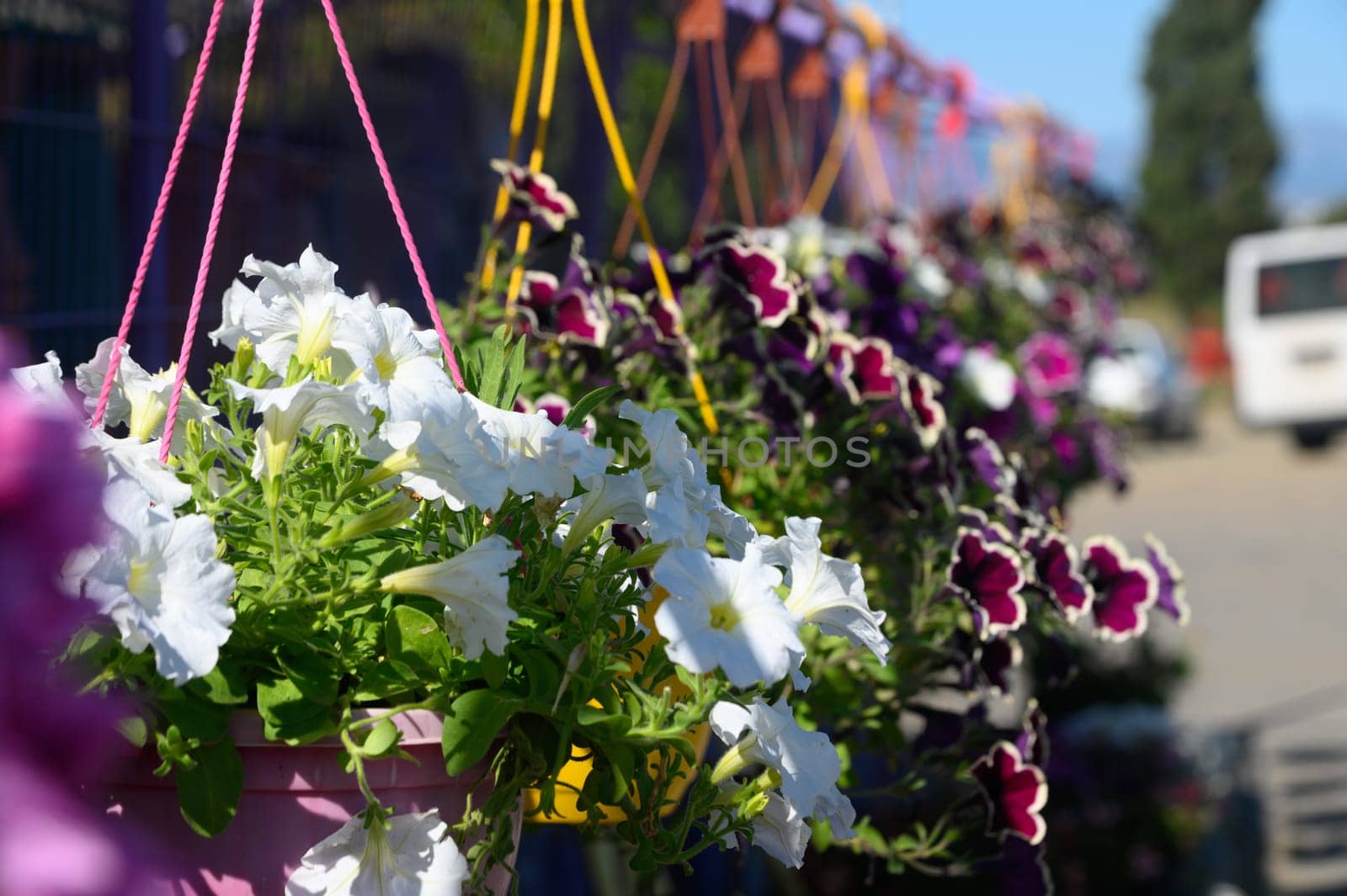 Brightly colored hanging flower pots filled with lush petunias create a cheerful atmosphere along a sunny street, inviting passersby to enjoy the floral beauty in the lively town.