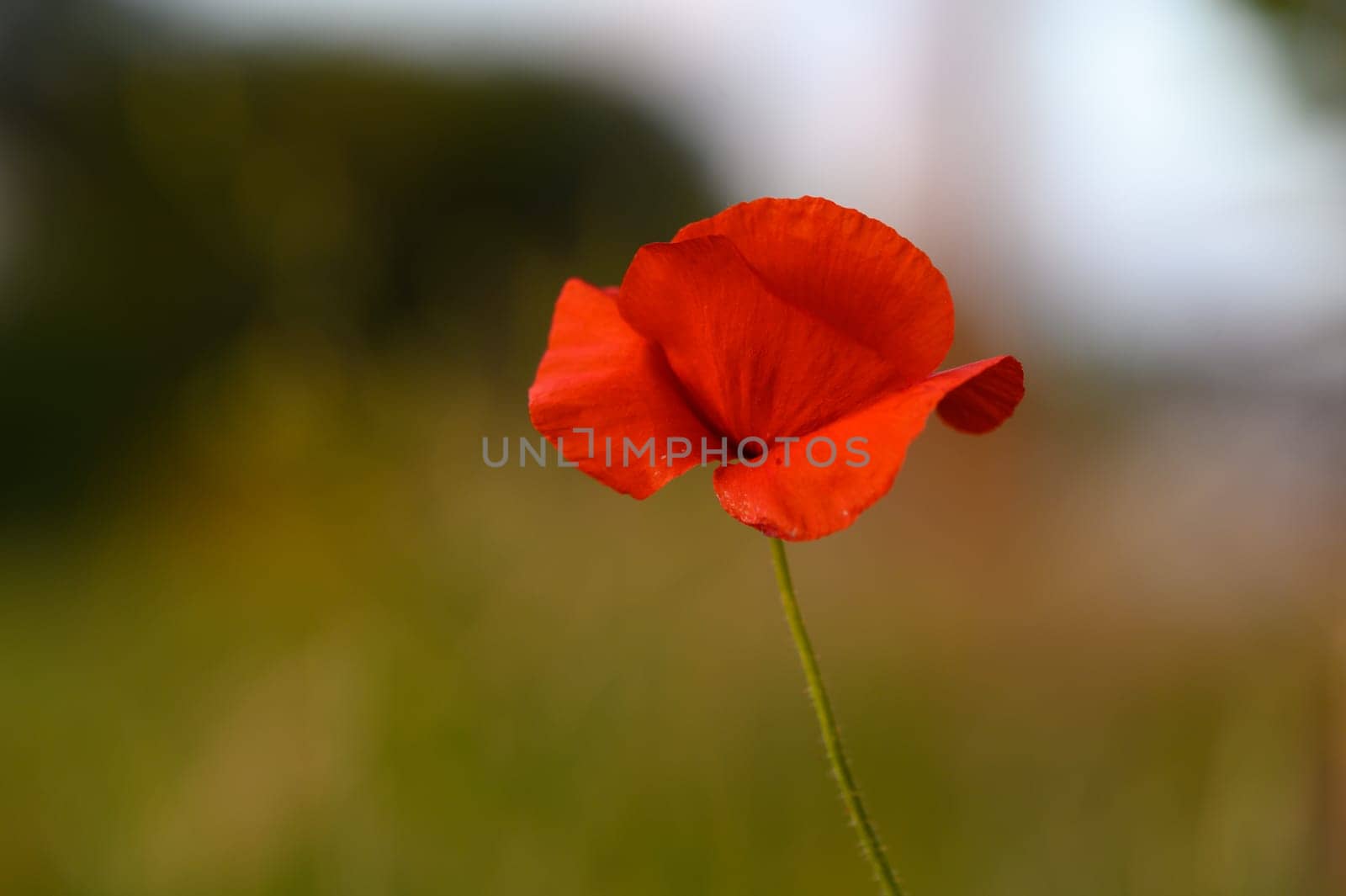 A vibrant red poppy blooms elegantly, showcasing its delicate petals while surrounded by lush greenery under the warm afternoon sun, inviting admiration and tranquility.