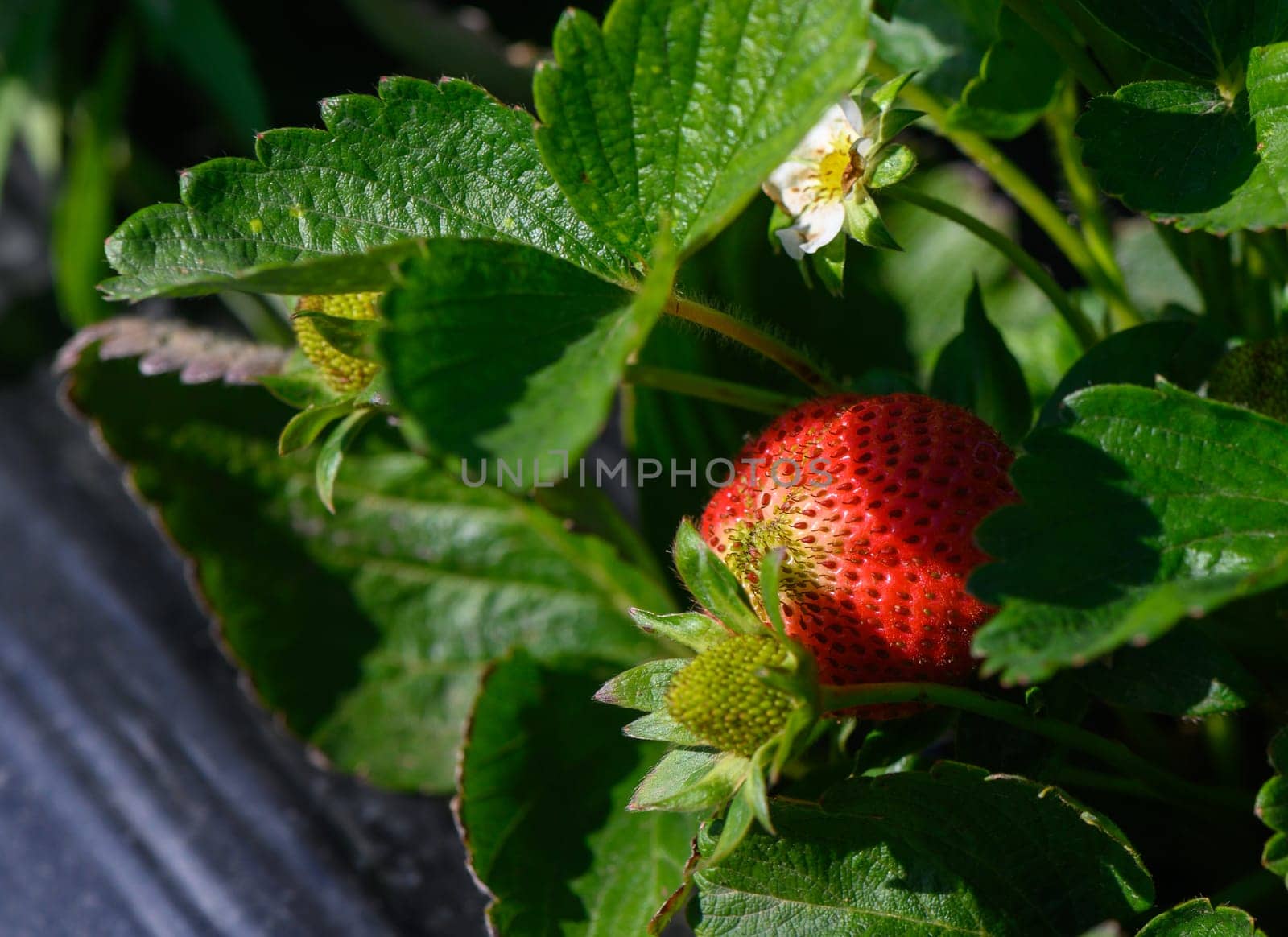 A ripe strawberry stands out against the rich green foliage, with delicate white blossoms nearby, capturing the essence of a thriving garden in early summer light.