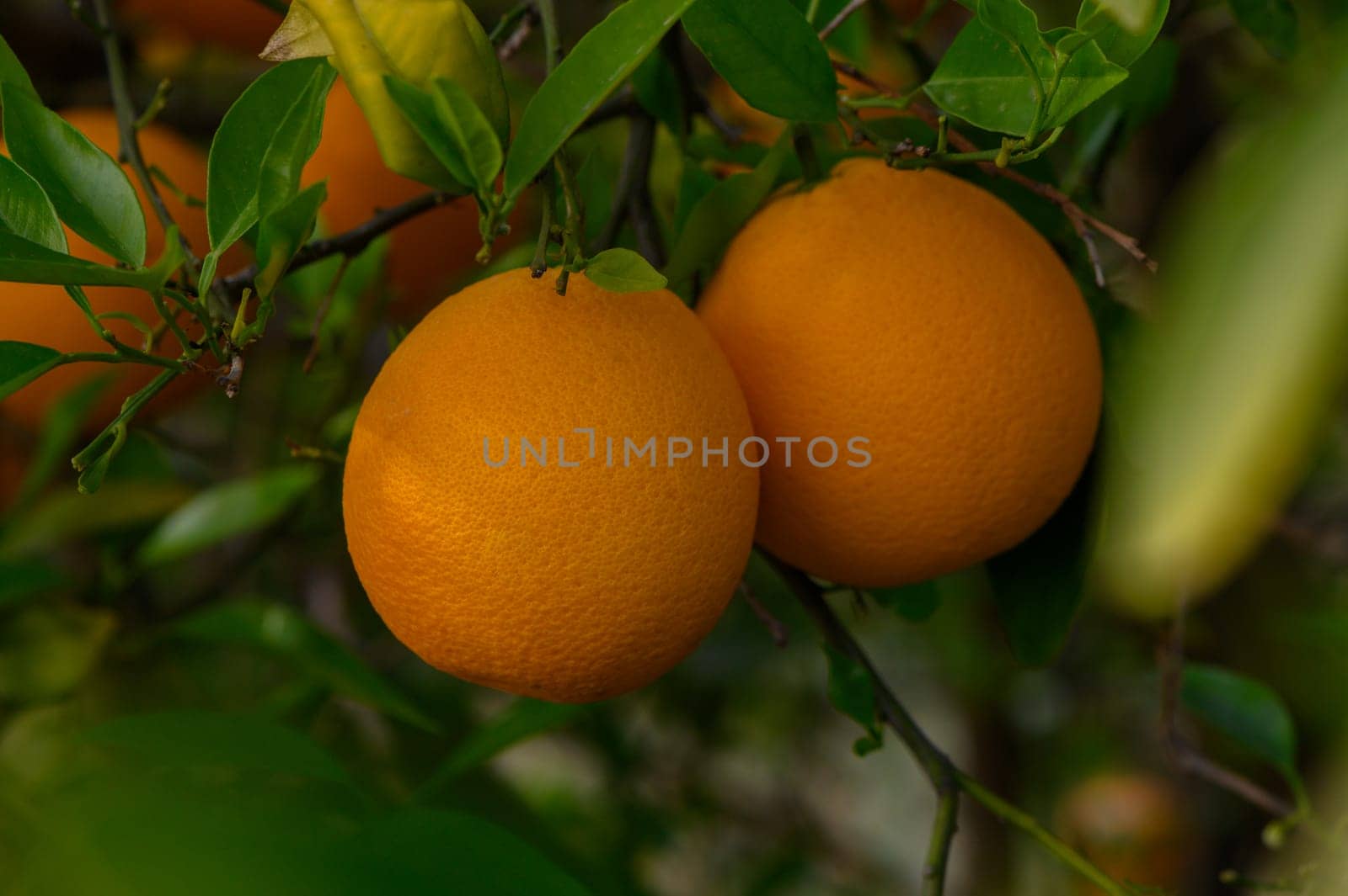 Lush green foliage surrounds vibrant oranges, perfectly ripened and ready for harvest. Sunlight filters through the leaves, illuminating this bountiful display in a serene orchard.