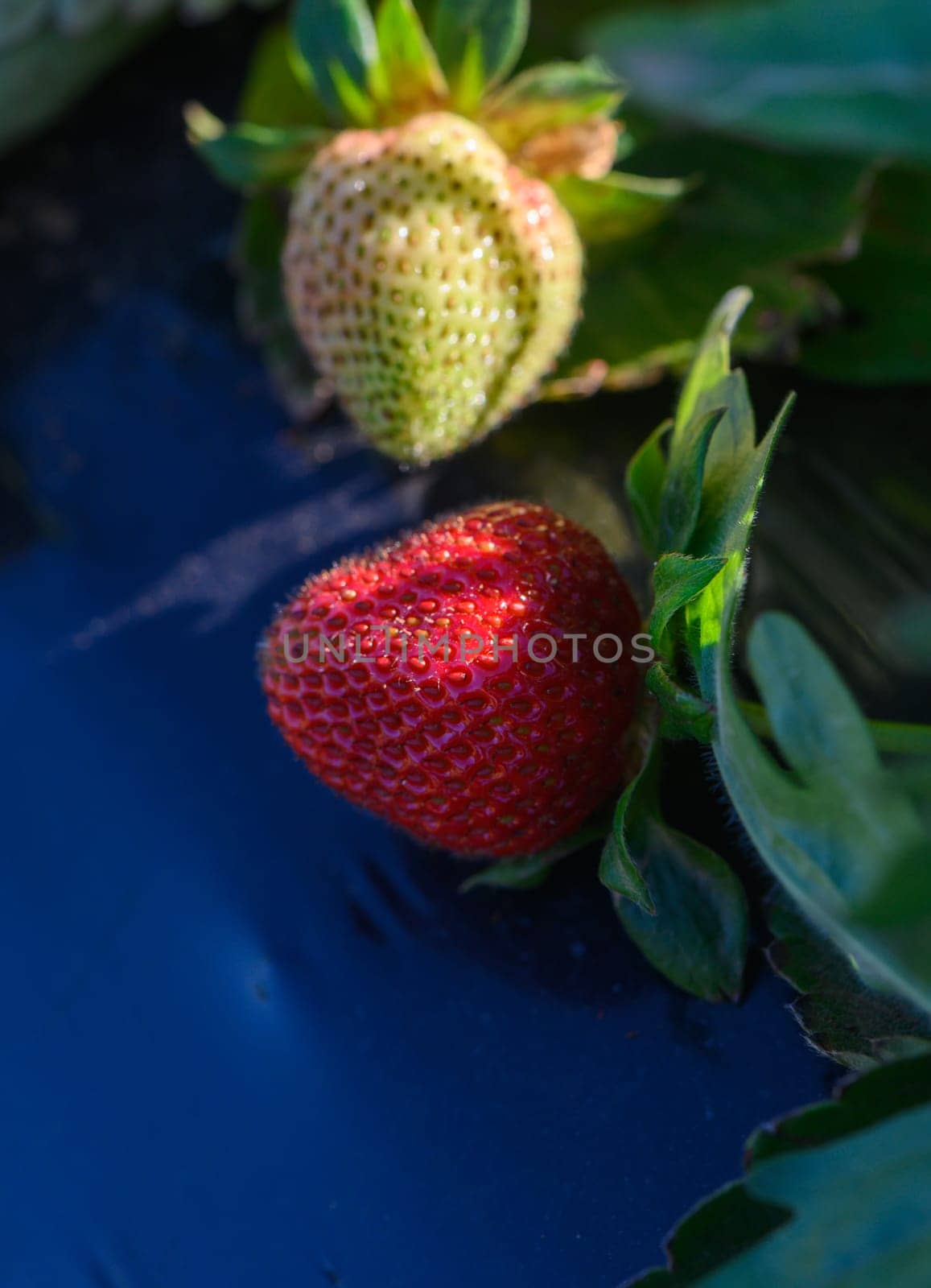 Lush green leaves surround ripe red and unripe green strawberries resting on a dark surface, illuminated by gentle morning sunlight in a tranquil garden setting.