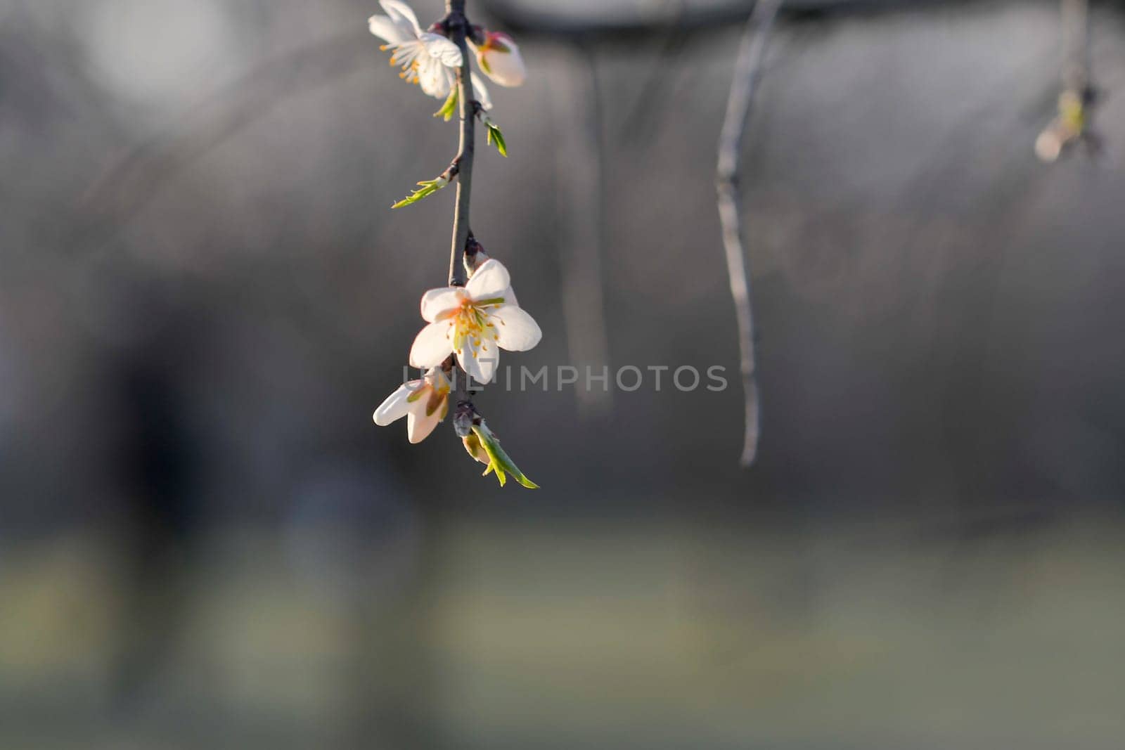 Blossoms on almond trees. Blooming almond trees in almond orchard. Concept of flowering trees in spring. The concepts of farming and planting. Close-up, macro image.
