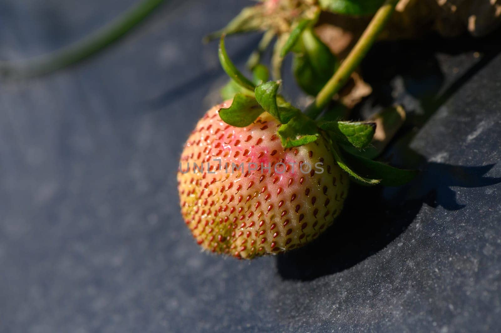 A partially ripened strawberry grows on a green stem in a garden, basking under warm sunlight. Its bright red and green hues capture the essence of a fruitful season.