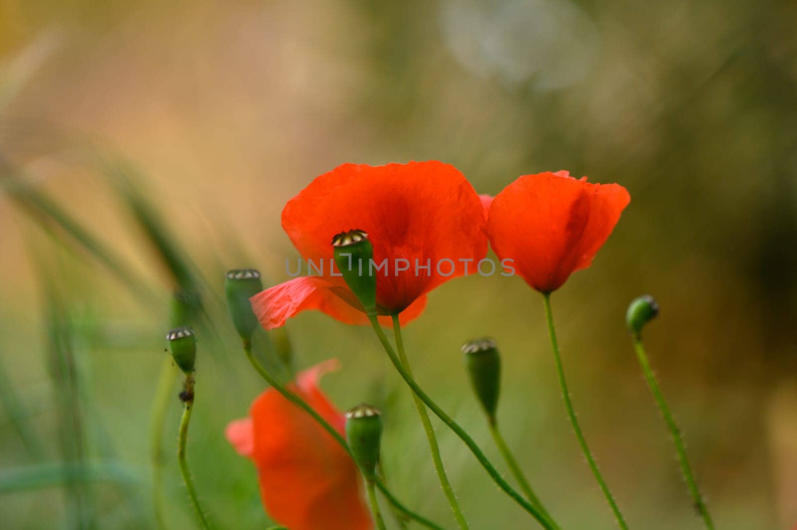 Bright red poppies sway gracefully in a tranquil meadow, catching the light of the warm sun. Surrounded by soft greenery, they create an enchanting scene full of life and color.