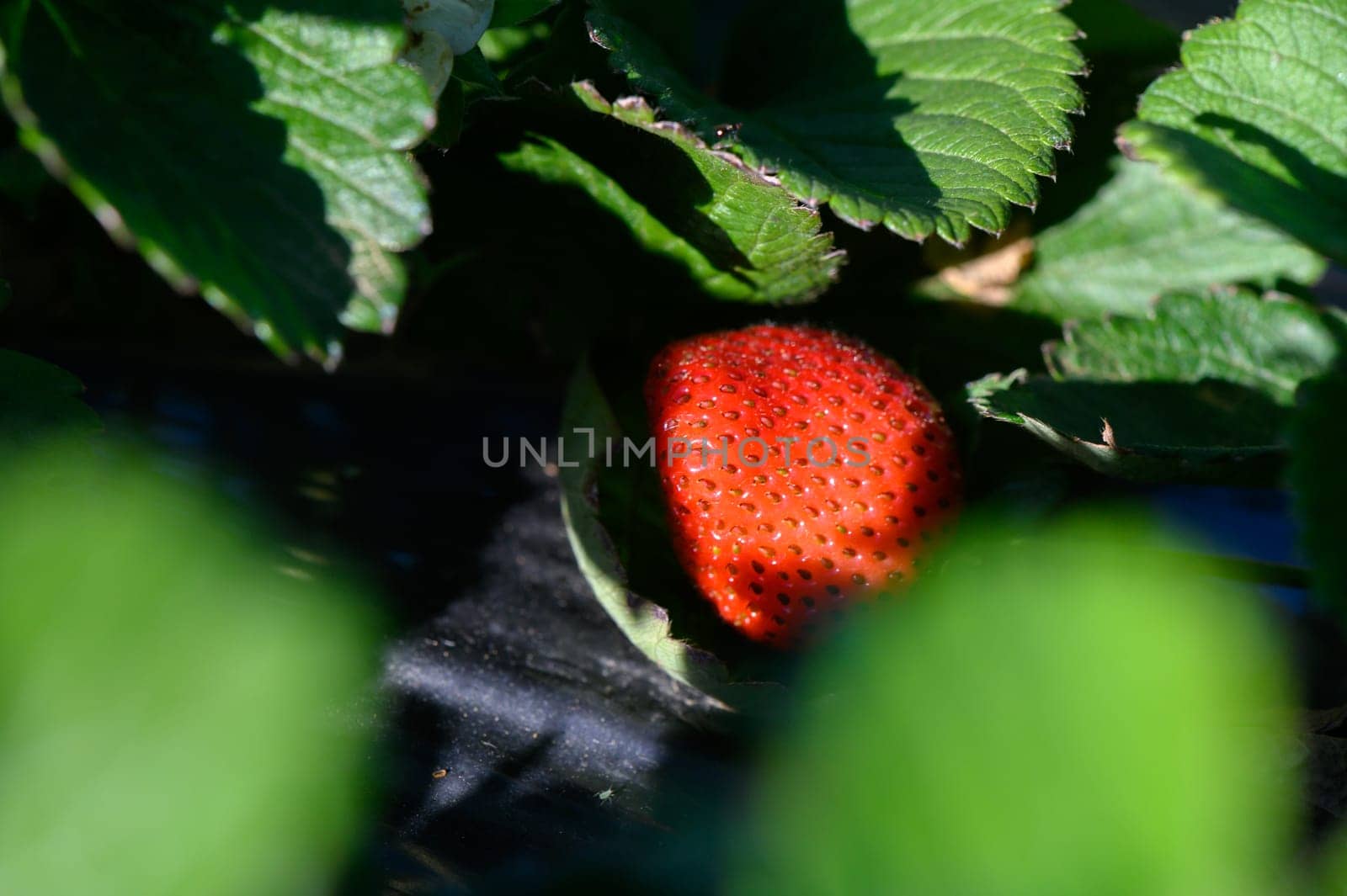 A vibrant strawberry rests hidden among dark green leaves, catching sunlight in a warm summer garden. Nature's bounty thrives with delicate details surrounding this ripe fruit.