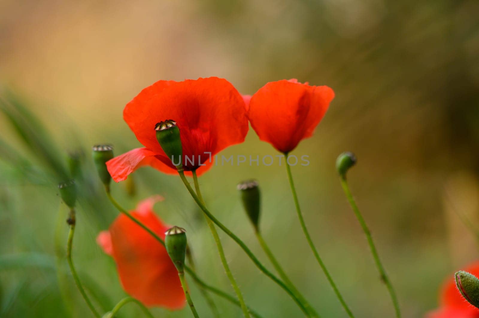 In a serene garden, delicate red poppies dance softly with the breeze, their petals glowing under the summer sun. Surrounding buds eagerly await their vibrant bloom.