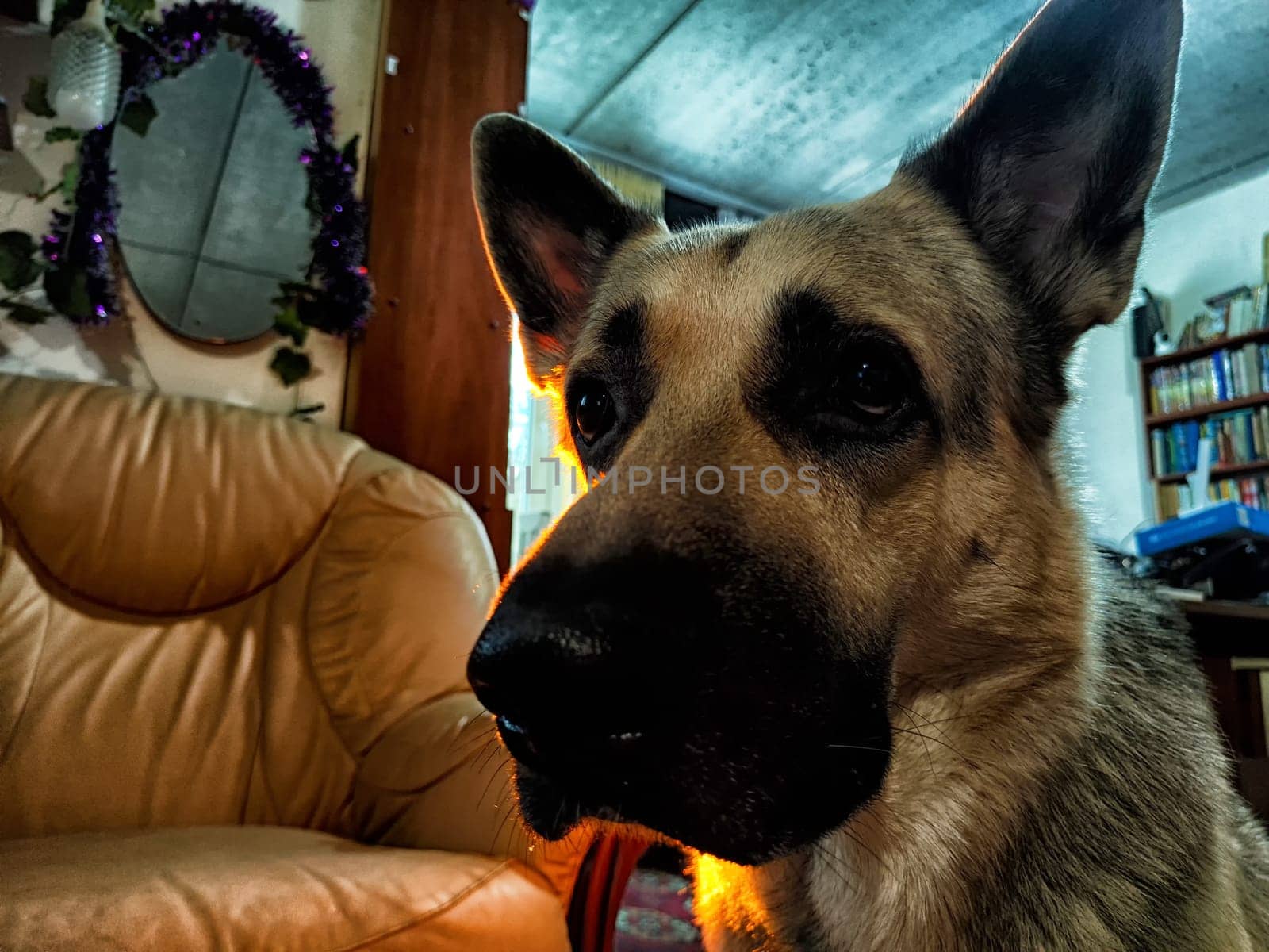 A german shepherd relaxes indoors, surrounded by comfortable furniture, warm light, and a cozy atmosphere.