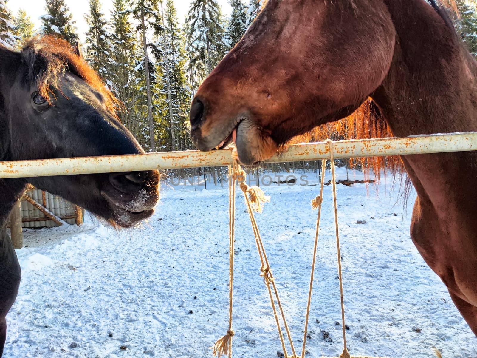 Two horses are playfully interacting at a snowy ranch, surrounded by tall trees, during a crisp winter day.