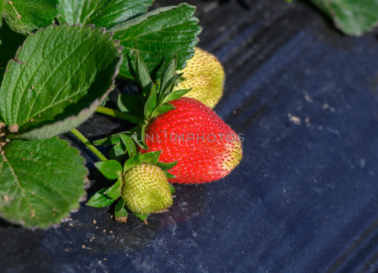 Juicy red strawberries dangle among lush green leaves, basking in the warm sunlight of a summer afternoon, ready to be picked and enjoyed in a delightful harvest.