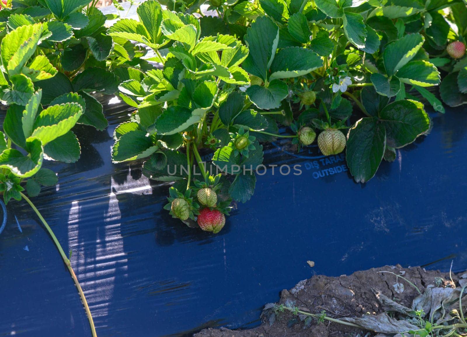 Bright green strawberry plants stretch towards the sky, showcasing ripe red berries and unripe fruit, basking in the warm summer sunlight. A picturesque farm setting invites visitors to explore.