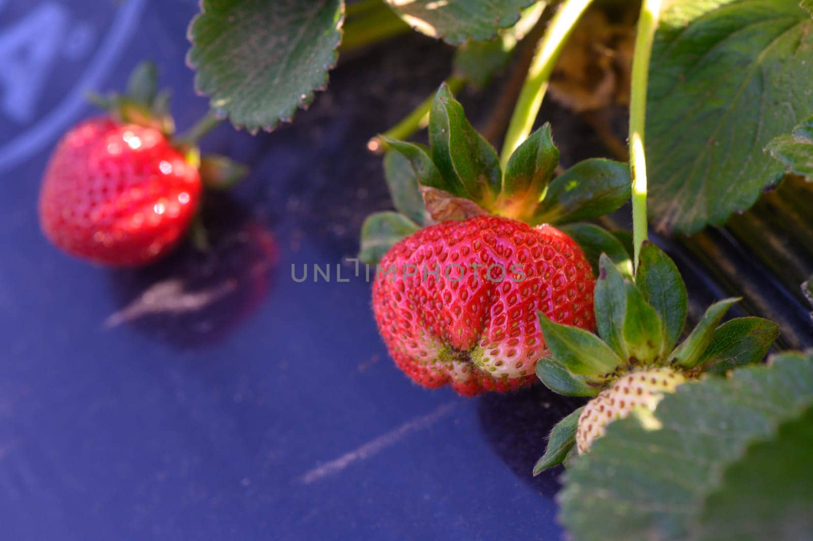 Juicy strawberries, showcasing vibrant red hues, rest among their green leaves under the warm sun, perfect for picking and enjoying. Nature's bounty awaits eager hands in the field.