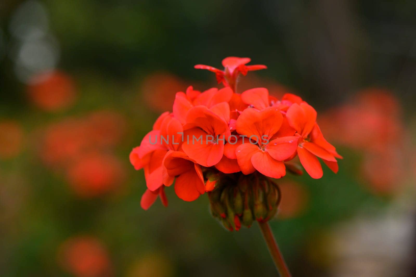 Bright red geranium flowers bloom gracefully in a vibrant garden setting, illuminated by soft afternoon sunlight. Their lush petals radiate warmth, captivating all who pass by.