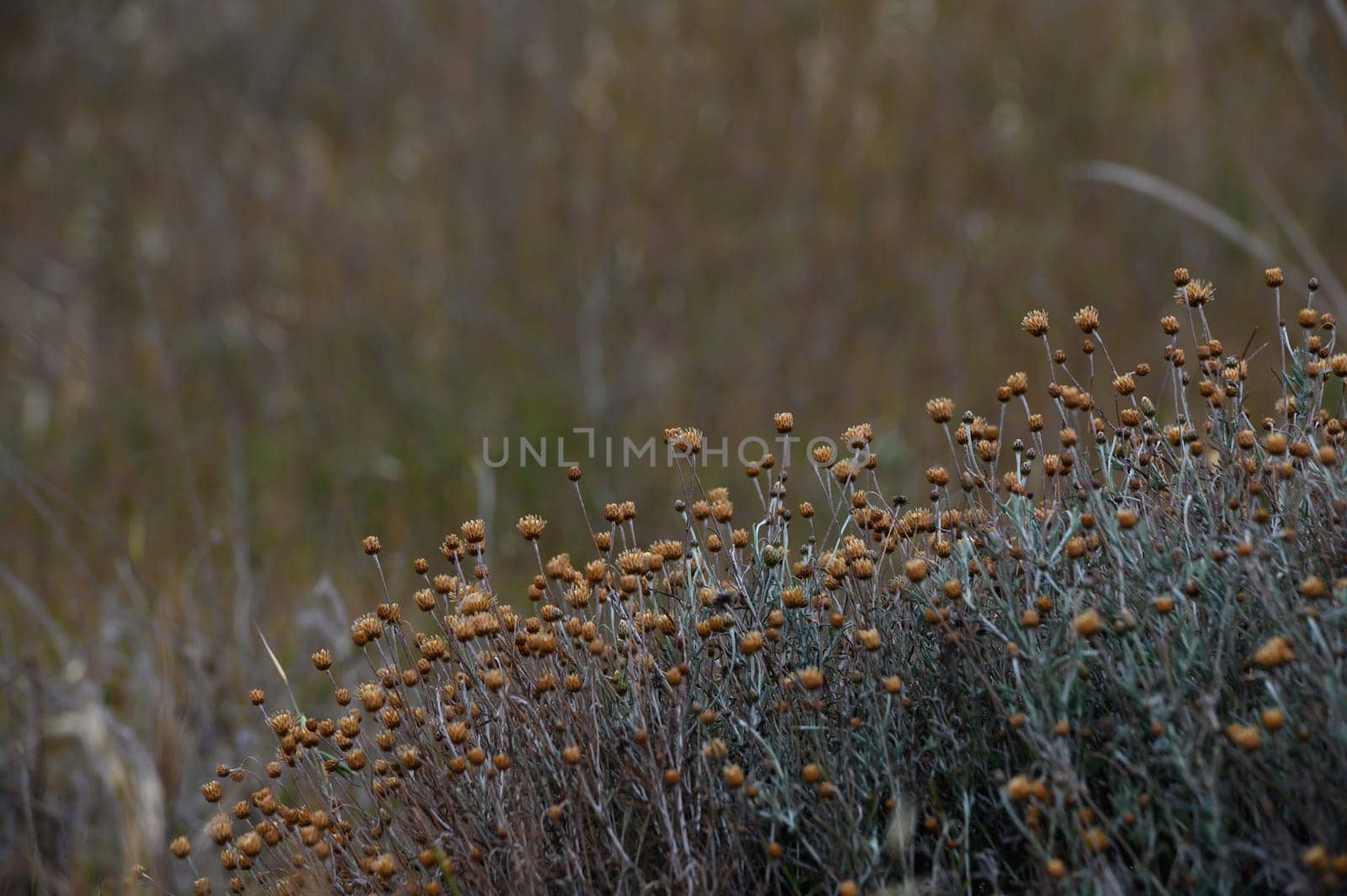 Golden wildflowers sway gently in the breeze, surrounded by muted greens. The serene atmosphere of a coastal meadow captures the essence of autumn's beauty and tranquility.