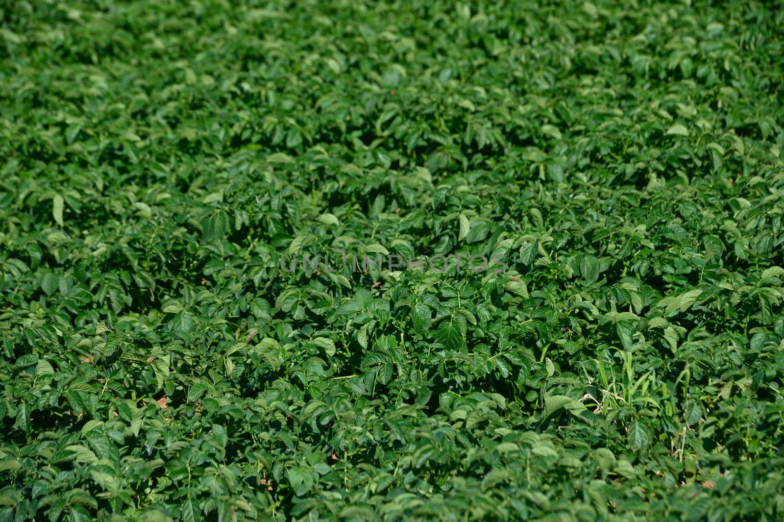 Rows of thriving potato plants create a vibrant green tapestry under the radiant sun. This farmland thrives during late spring, showcasing nature's bounty in full bloom.