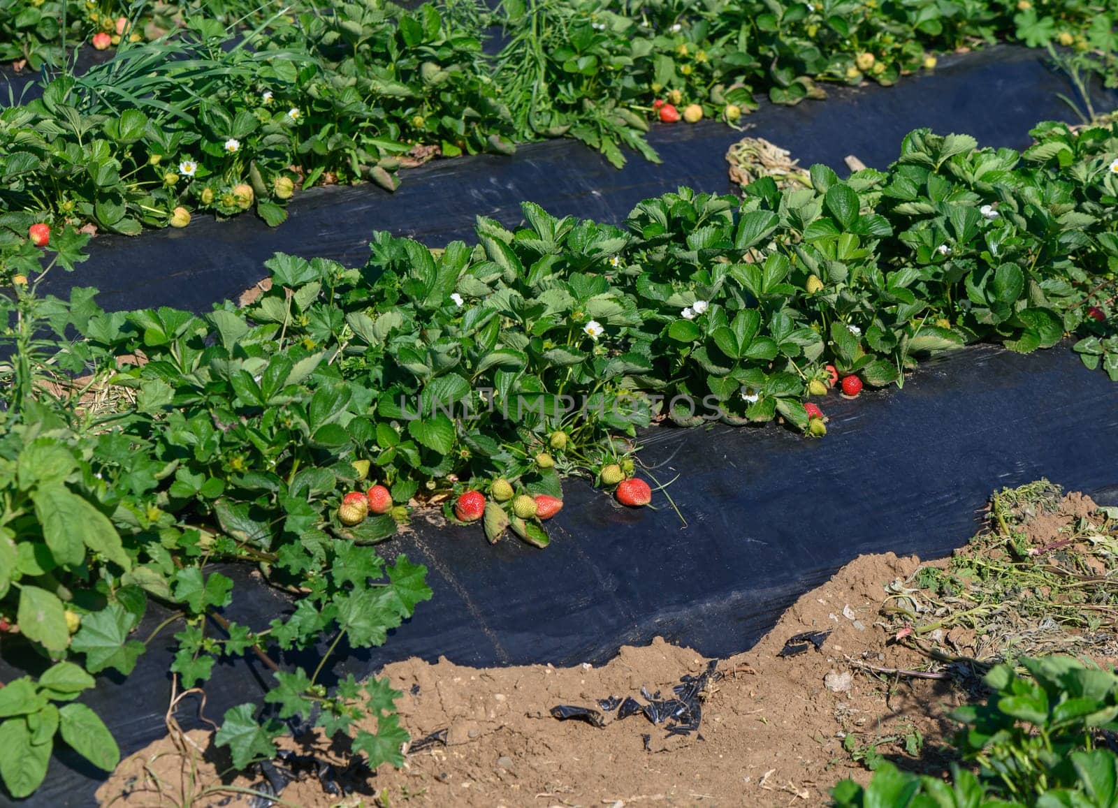 Lush green strawberry plants stretch across rows, displaying ripe red fruits among blooming white flowers.