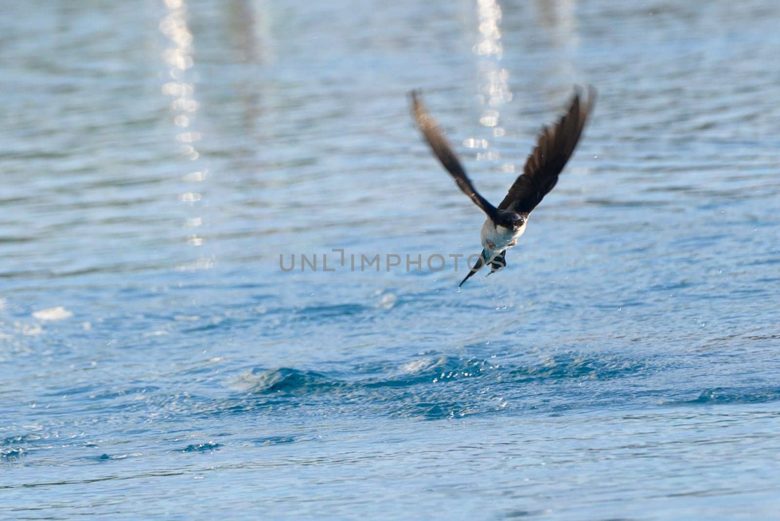 Against the soft glow of dawn, a swift bird deftly plunges into the shimmering water, grasping its prey as calm ripples reflect surrounding nature in perfect harmony.