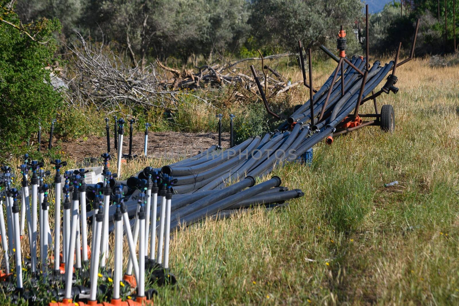 Intricately aligned irrigation pipes stretch across a vibrant green field, surrounded by mature olive trees. Sunlight casts a warm glow, enhancing the landscape's agricultural essence.