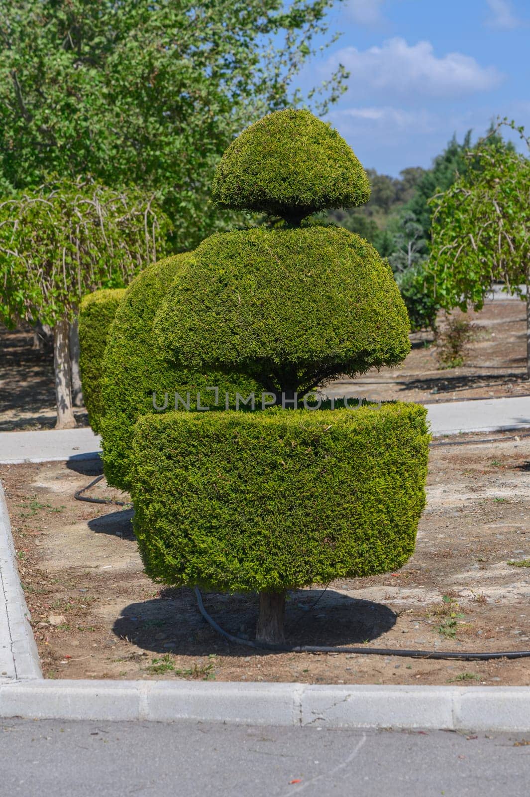 A beautifully trimmed topiary displays an artistic design with three distinct layers, set against a backdrop of lush greenery and a clear blue sky, evoking tranquility and nature's elegance.