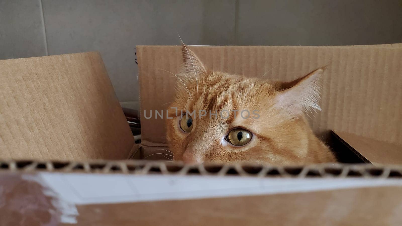 Tabby red cat with ginger eyes looking from cardboard box while hiding inside. Cat plays in box