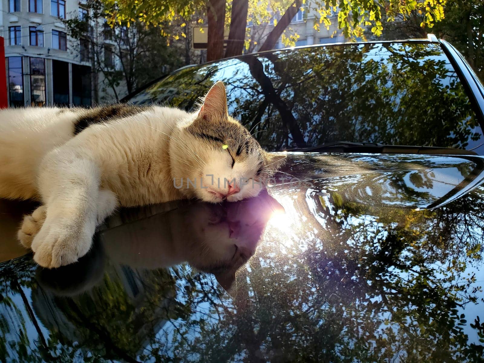 Dirty white spotted tabby cat napping on car bonnet surface with blurred reflection of autumn leaves and bright sun flare. Street cat life