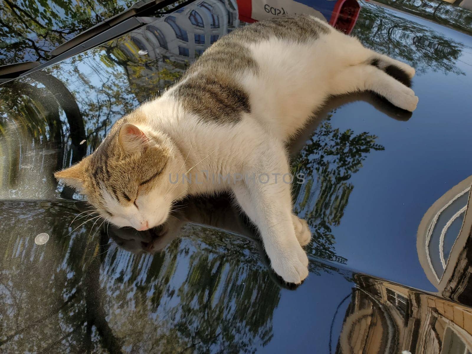 Dirty white spotted tabby cat napping on black car bonnet surface with blurred reflection of tree leaves. Street cat life