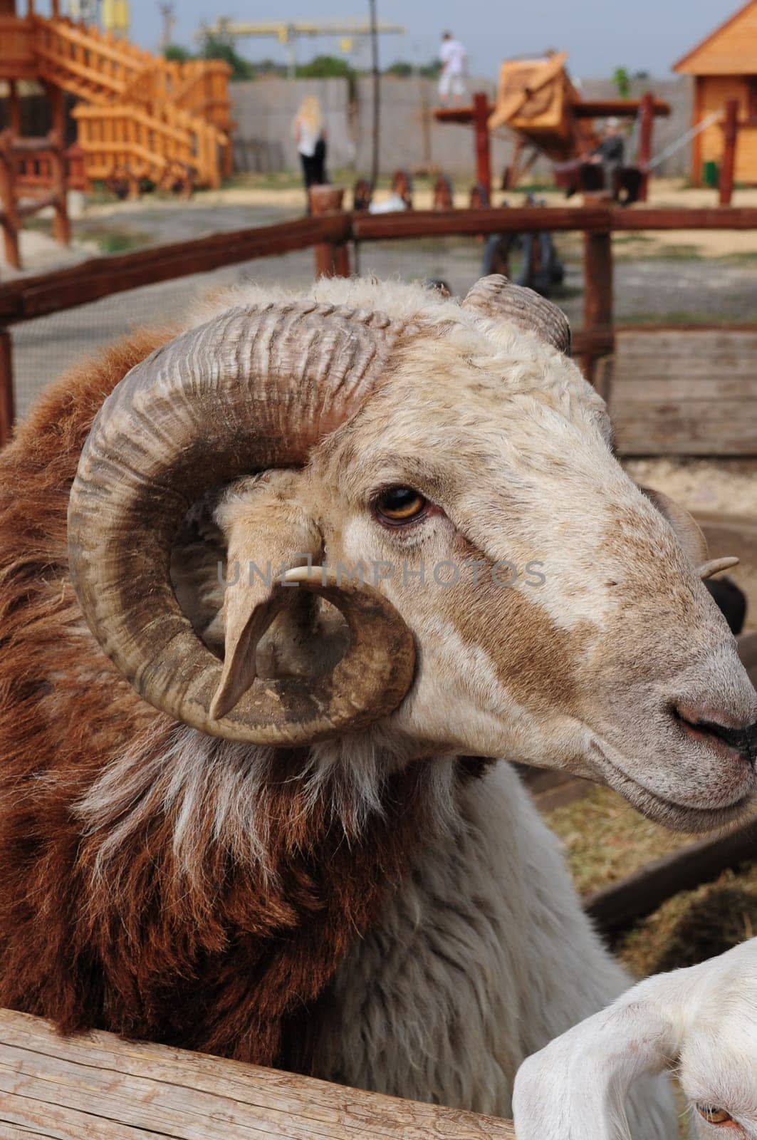 Curved horn of big ram with long brown fur posing and looking into camera. Countryside farming breeding. Cattle farm male sheep animal
