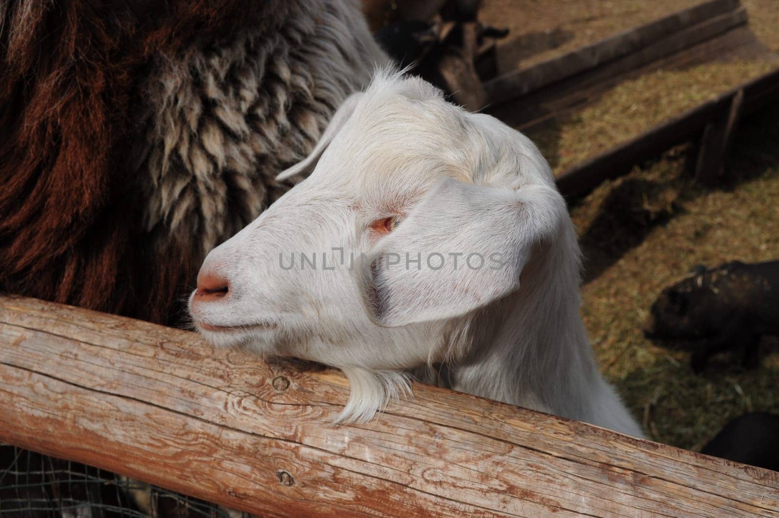 Flap-eared breed goat with long ears covering eyes. White goat in wooden corral of rural farm. Closeup head of livestock goat