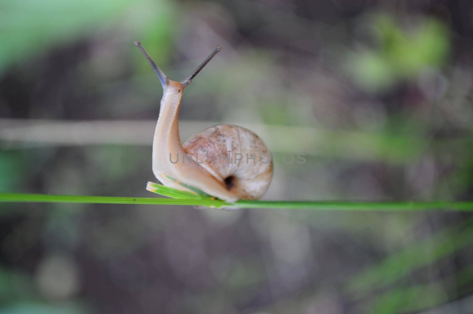 Selective focus snail Helix pomatia crawls by plant stem with green blurred background. Burgundy snail escargot surprised looking into camera. Nature zoomed in