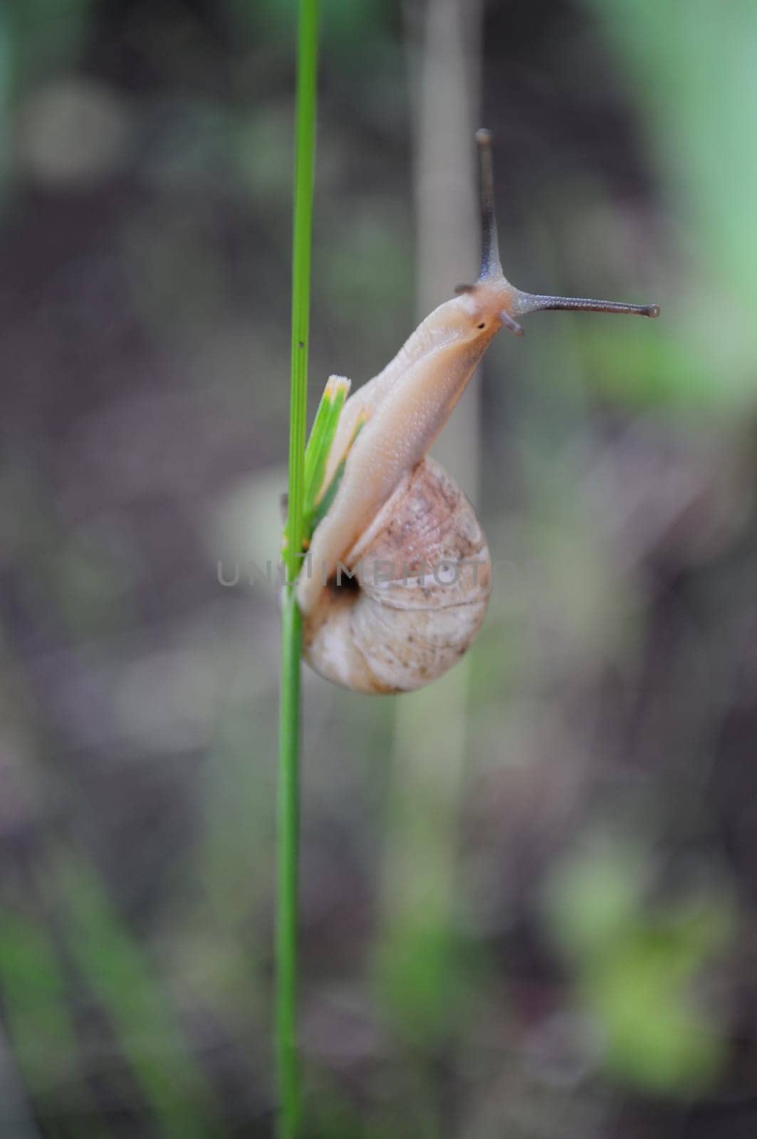 Snail Helix pomatia climbs by blade of grass with blurred background. Burgundy snail escargot surprised looking into camera. Vertical shot of nature zoomed in. Soft focus