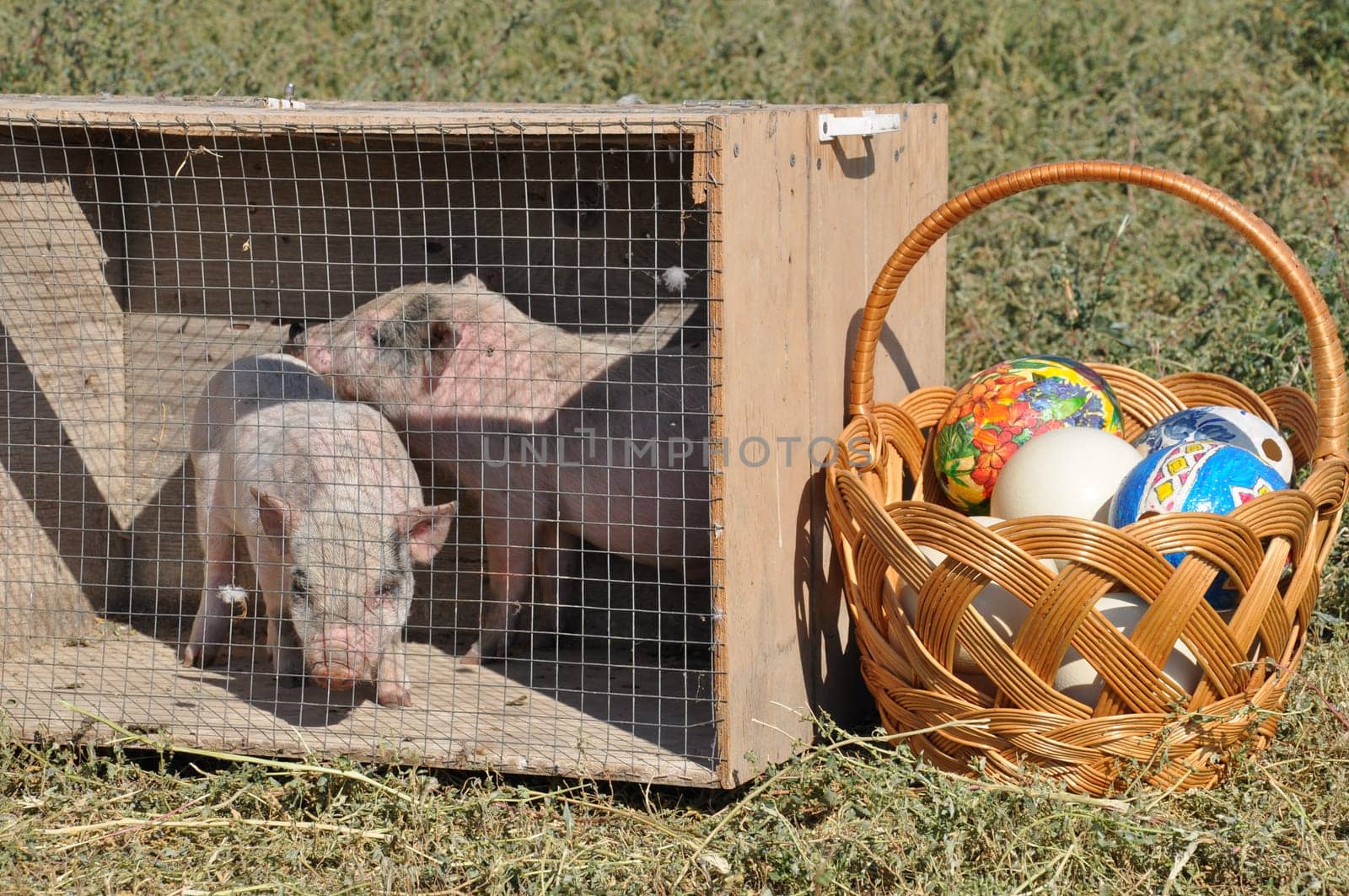 Huge ostrich eggs decorated in traditional Easter way in big woven basket outdoor. Two cute small pigs inside cage on grass. Piglets from cattle farm. Farming in countryside. Rural Easter traditions
