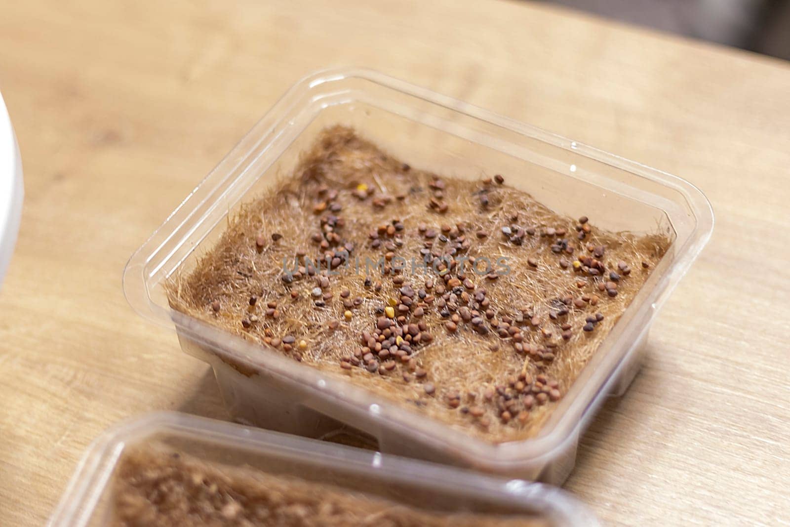 Plastic container used for growing micro greens with jute mat with watered seeds