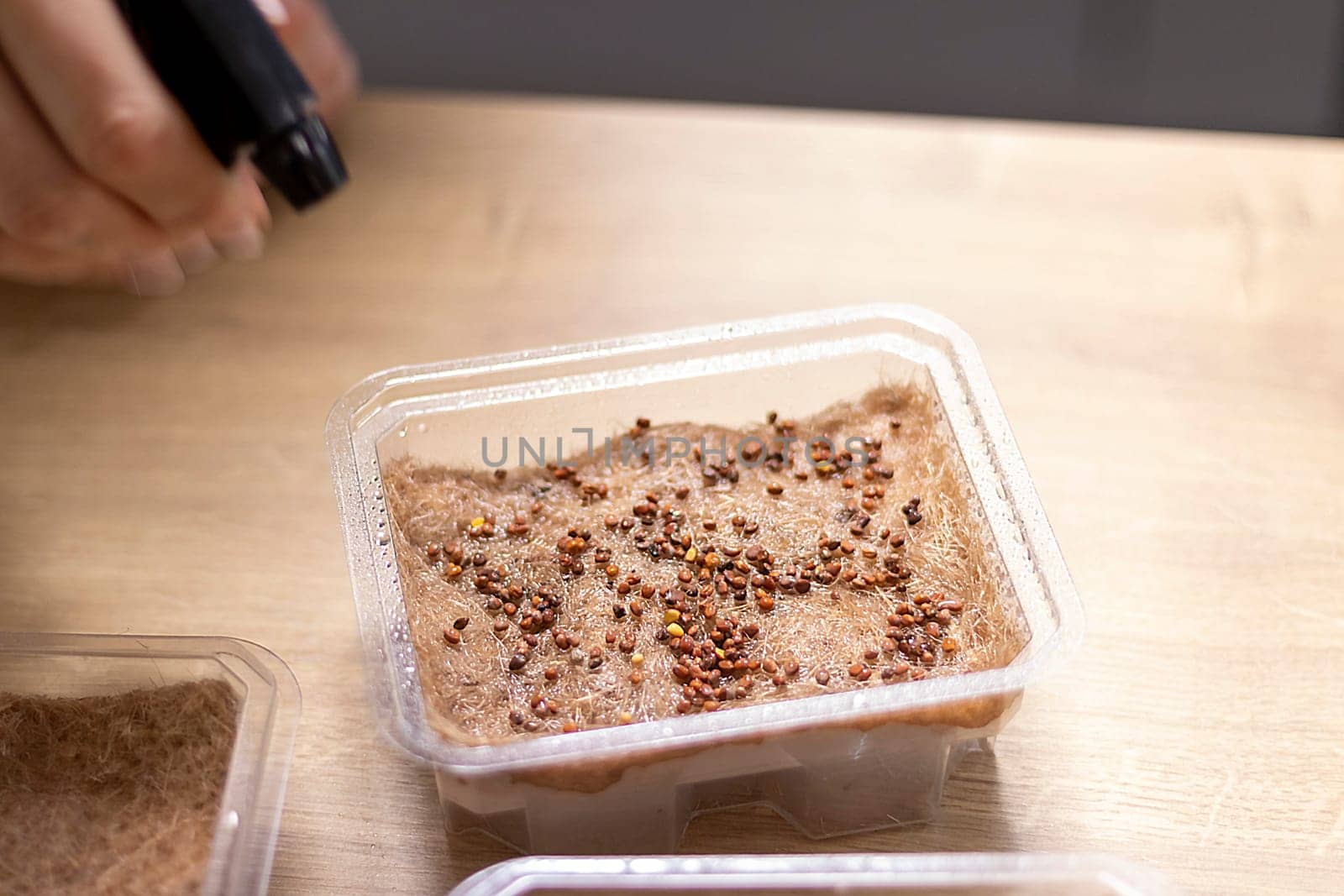 Person waters, sprays the seeds of micro greens in jute mat in the plastic container