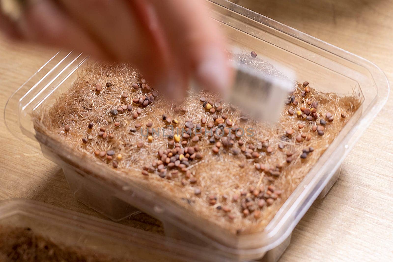 Person plants seeds of micro greens to the jute mat.
