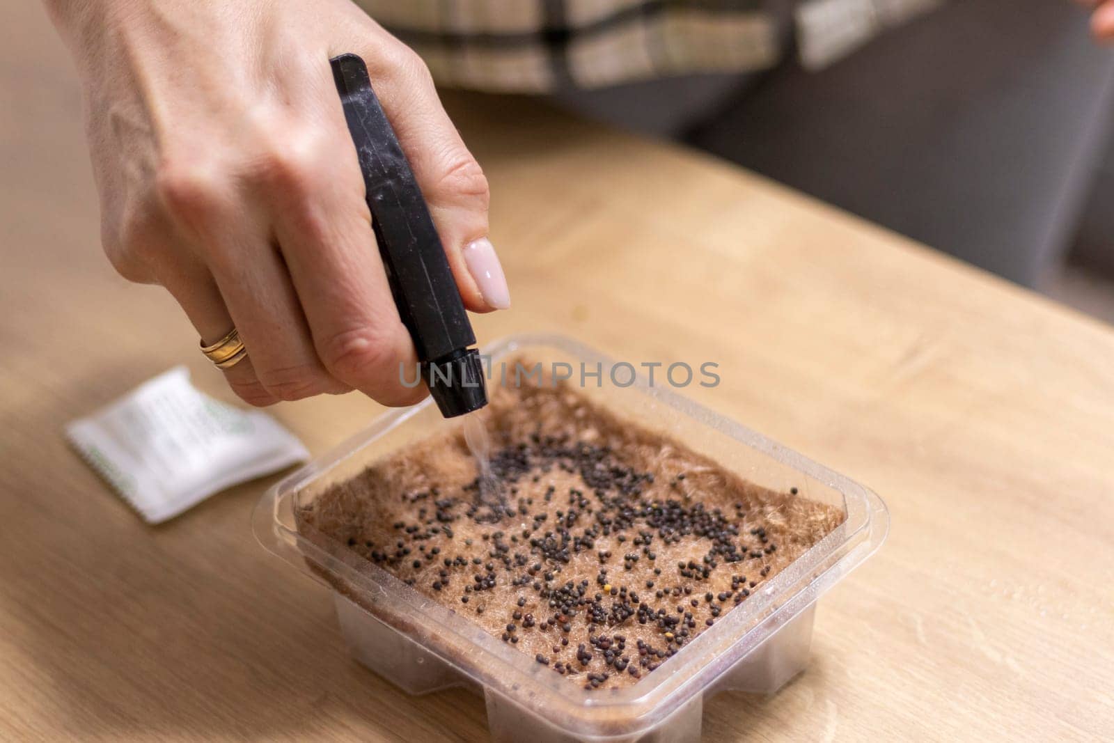 Person waters, sprays the seeds of micro greens in jute mat in the plastic container